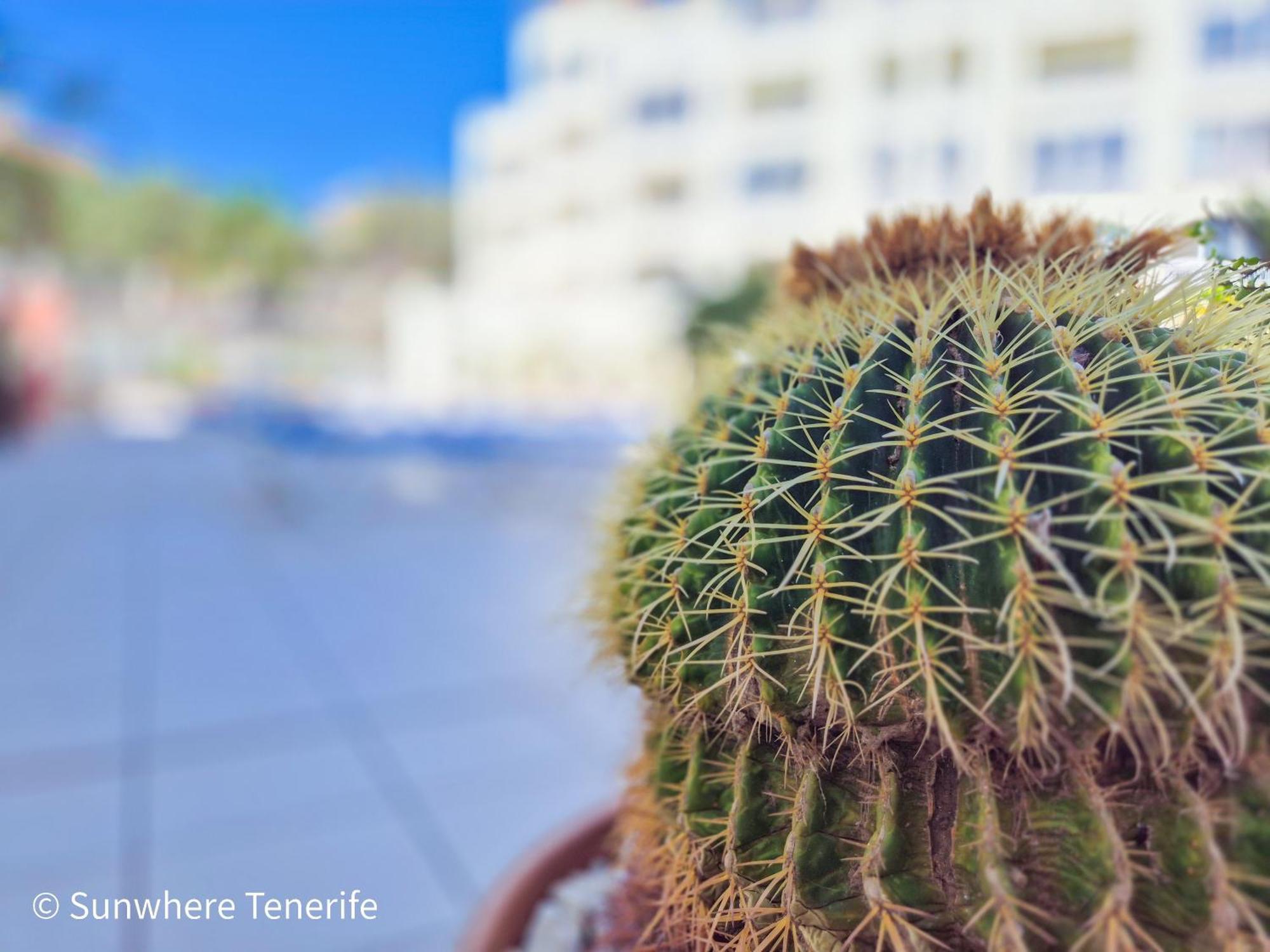 Mona'S Point Tenerife - Aircon, Private Parking And Heated Pool San Miguel de Abona Exterior foto
